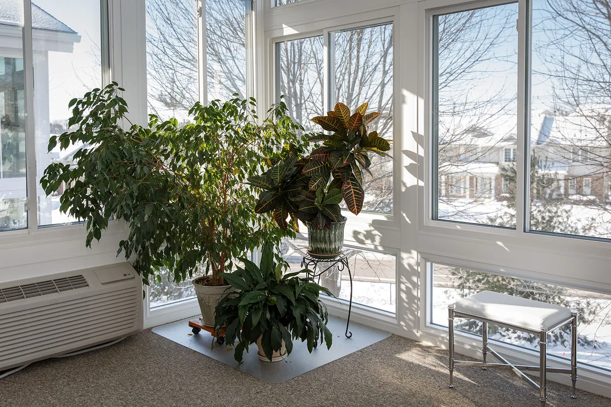 Plant-filled sunroom bright with winter light